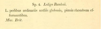 Leach's description of the type specimen of Loligo banksii