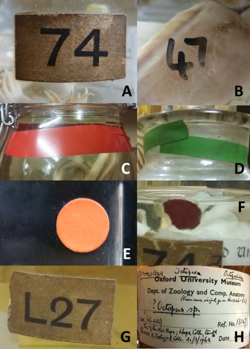 Image showing different label styles in fluid specimens
