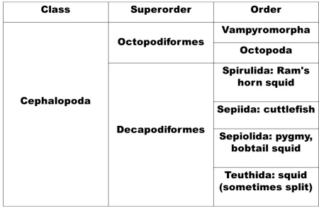 An extremely conservative classic 'Linnean' classification of the living coleoidean cephalopods (sorry nautilus)