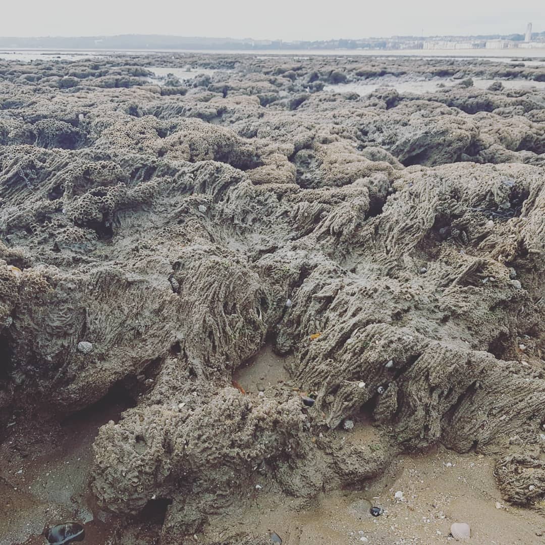 Image of honeycomb worm reefs from Swansea Bay